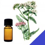 Эфирное масло тысячелистника азиатского