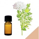 Эфирное масло моркови посевной