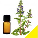 Эфирное масло змееголовника молдавского