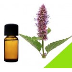 Эфирное масло лофанта анисового