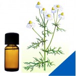 Эфирное масло ромашки аптечной