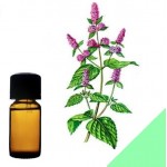 Эфирное масло мяты длиннолистной