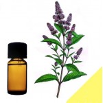 Эфирное масло мяты перечной