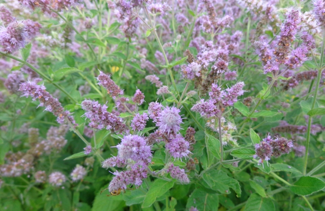 Мята длиннолистная